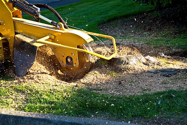 The Steps Involved in Our Tree Care Process in Warden, WA